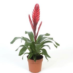 Bromelia vriesea in pot